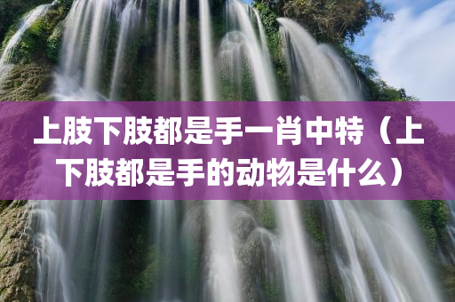 上肢下肢都是手一肖中特（上下肢都是手的动物是什么）