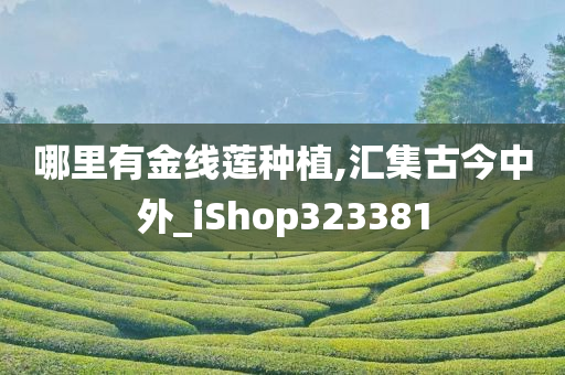 哪里有金线莲种植,汇集古今中外_iShop323381